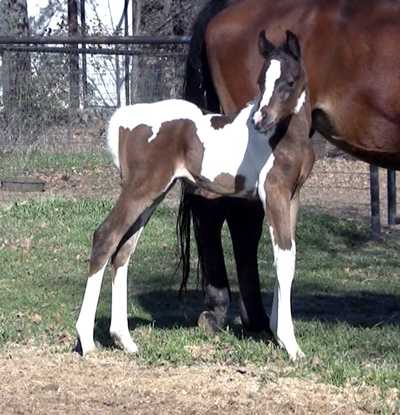 Pinto Arabian Foal